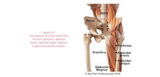 Gluteus maximus, biceps femoris, semitendinosus, semimembranosus at the back and the adductor or groin. Groin Pain Structures And Conditions That Can Contribute To Groin Pain
