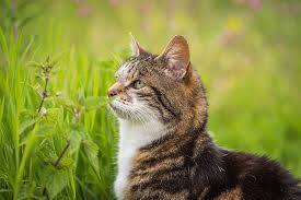 Kedi Evcil Hayvan Emzik Pixabay De Ucretsiz Fotograf