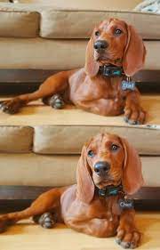 Ain T Nothing But A Hound Dog Https Ift Tt 3085rx2 Coonhound Puppy Hound Dog Puppies Hound Dog Breeds