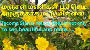 We did not find results for: à®ª à®š à®š à®Ÿ à®®à®ž à®šà®³ à®®à®£ à®•à®³ Plants Of Yellow Bells Benefits Youtube