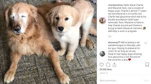 However, free golden retriever dogs and puppies are a rarity as rescues usually charge a small adoption fee to cover their expenses (usually. Love Is Blind Golden Retriever That Lost His Eyes Has His Own Seeing Eye Puppy Khou Com