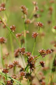 Image result for Juncaceae
