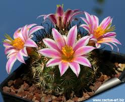 Click here to show/hide user notes. Mammillaria Blossfeldiana Syn Bartschella Blossfeldiana