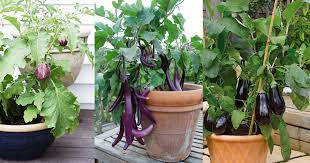 How To Grow An Eggplant In A Pot Aubergine Care Balcony Garden Web
