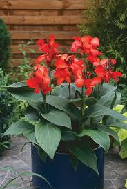 This summer plant a canna in a pot on your porch and you'll have a beautiful, tropical look no matter where you live!interested in learning more about. Pin On Gardening One Of My Favorite Things I Enjoy Doing