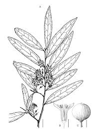 Image result for Olax pentandra