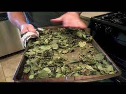 How do you store basil after picking? Drying And Storing Basil Youtube
