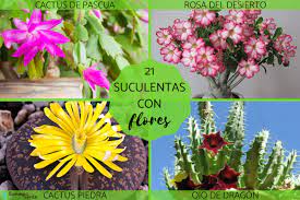 Cuando se dan muchas pequeñas espinas. 21 Suculentas Con Flores Nombres Caracteristicas Y Fotos