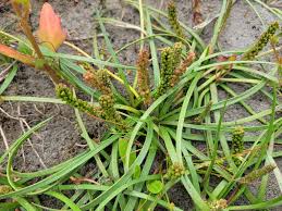 Image result for Juncaginaceae