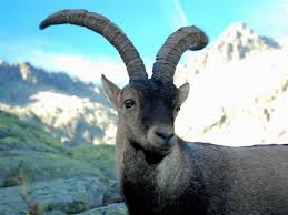 Top 10 Animals That Recently Went Extinct Extinct Animals Extinct And Endangered Animals Animals