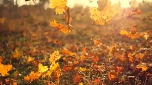 Maybe you would like to learn more about one of these? Autumn Leaves Falling In Slow Motion And Sun Shining Through Fall Leaves Beautiful Landscape Background Video By C Oleg Ukr Kh Gmail Com Stock Footage 149669102