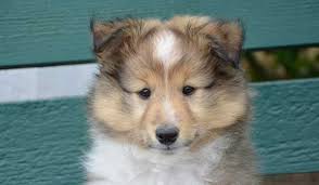 Que vous cherchiez un nom pour mâle ou femelle, un nom classique mais commençons par la liste de mes noms de chien en m préférés ! Nom De Chien En R Pour 2020 Nos Idees Originales Stylees Ou Rigolotes
