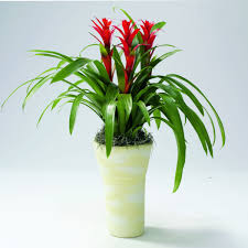 Hibiscus is a stunning plant that adapts well to the right indoor environment. Indoor Plants That Flower In Winter Ideal For Chasing Those Drab Blues Away