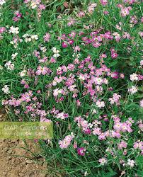 Image result for Malcolmia maritima