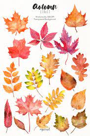 Watercolor Autumn Leaves Clipart Hand Painted Fall Leaf Etsy Watercolor Autumn Leaves Autumn Leaves Art Watercolor Leaves