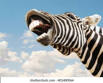 Flat herbivore teeth