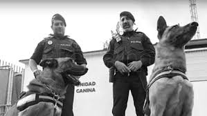 Si te gustan los perros, te vas a conmover. A La Hora De Elegir Al Mejor Amigo En La Argentina Los Perros Ganan Por Goleada Telam Agencia Nacional De Noticias