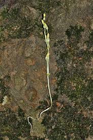 Image result for Sebaea