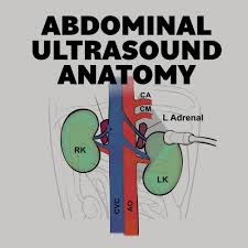 Windham was previously a surgical oncologist in the sarcoma program of the h. Abdominal Ultrasound Anatomy Small Animal Ultrasonography