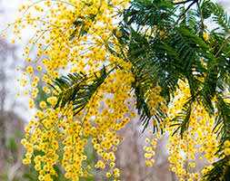 Cousin itt acacia acacia cognata 'mini cog' pp25133. Acacia Cognata Cousin Itt Little River Wattle Cousin Itt In Gardentags Plant Encyclopedia