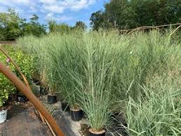 Image result for Panicum novemnerve