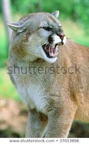 Image Result For Mountain Lion Roaring Mountain Lion Roaring Lion Lion