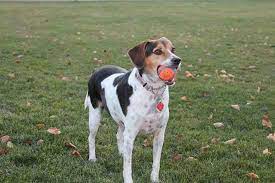 German shorthaired pointer beagle mix puppies. Boingle Dog Pictures Dog Breeds Pictures Best Dog Breeds Pointer Mix Dog