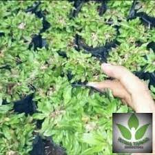 Jika anda minat bisa lagsung hubungi kami. Jual Bibit Rumput Gajah Mini Terbaik Harga Murah August 2021 Cicil 0