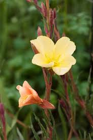 Image result for Oenothera stricta