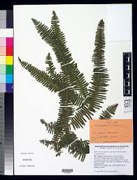 Image result for Dicranopteris elegantula