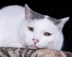 Turkish Van Domestic Short Hair Gray And White Cat For Adoption In Chicago Turkish Van Cats Cat Adoption Cats