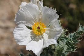 Image result for Argemone