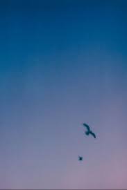 Sunset Birds Flying In The Sky Painting Bird Flying Photograph Bird Flying Silhouette Photography Print Pink And Blue Sky Print Sunset Photograph Sky Wall Art Bird Wall Art Em 2020