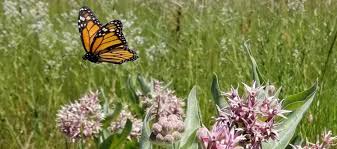 Check spelling or type a new query. Beyond Pesticides Daily News Blog Blog Archive Monarch Butterfly Near Extinction Calls For Urgent Federal Action Beyond Pesticides Daily News Blog