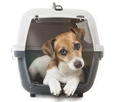 We at sherae petlink will help take some of your stress away by providing a full service, from collecting your pet from your door, to it arriving at your nominated destination. Pet Transportation Services Reliable Cat Dog Transport Animals Away