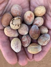 Image result for Schinziophyton rautanenii