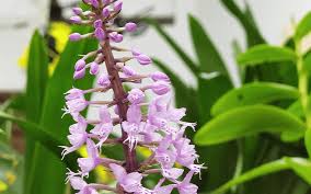 Image result for Stenoglottis