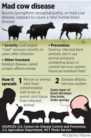 Mad Cow Disease Disease Awareness Brain Diseases Health And Wellness
