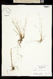 Image result for Eleocharis confervoides