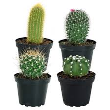 During the winter, you should reduce watering to only about once a month—just enough to keep the plant from shriveling up—and move your cactus to a cool spot, around 50° f. Costa Farms Live Indoor 7in Tall Multicolor Assorted Cacti Full Sun Plant In 4in Pot 4 Pack Walmart Com Walmart Com