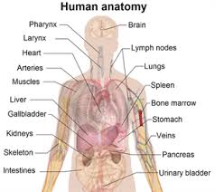 Maybe you would like to learn more about one of these? Different Organ Systems And Their Functional Activies