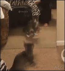 Steve verschoor says he was on his way to buy a newspaper when he saw a bobcat. Acg Crazy Pouncing Kitten Attacks His Own Reflection In Mirror Standng Up And Jumping Hop Hop Hop Funny Cats And Dogs Best Cat Gifs Funny Cat Videos