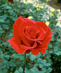 These 17 Roses Will Fill Your Garden With Sweet Scents All Season Long Fragrant Roses Container Flowers Fragrant Cloud Rose