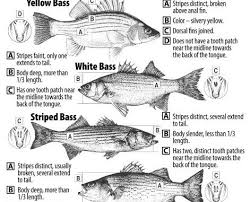 A cross between striped and white bass. How To Identify Striped Yellow White And Hybrid Bass