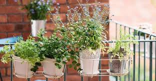 Sicherlich ist es netter, den frühlingsanfang dort steht, wann du diese am besten einsetzt. Balkonpflanzen Die Besten Tipps Und Tricks Solebich De