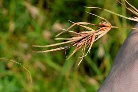 Image result for Themeda triandra