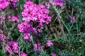 Image result for Vandellia subracemosa