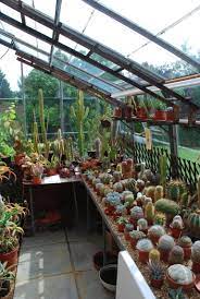 Golden barrel cacti (echinocactus grusonii) start out almost perfectly round and grow more oval in shape as they slowly expand. Greenhouse Full Of Cacti At Henry Moore S House Wish They D Allowed Cameras Inside Too Backyard Greenhouse Greenhouse Plans Diy Greenhouse