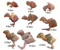 10 Lovebirds Ideas African Lovebirds Love Birds Pet Birds