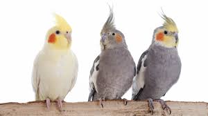 Cockatiel Tail Feathers By Bluesofthefeather On Deviantart